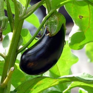 aubergines